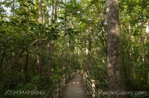Josh Manring Photographer Decor Wall Art -  Florida Everglades -50.jpg